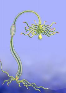 Tubularia
